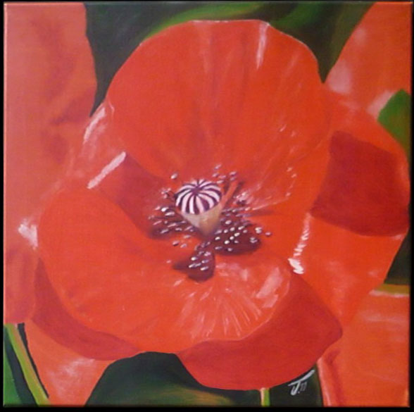 Klatschmohn, Mohnblume